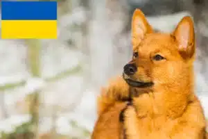 Lire la suite à propos de l’article Finnois Spitz Éleveurs et chiots en Ukraine