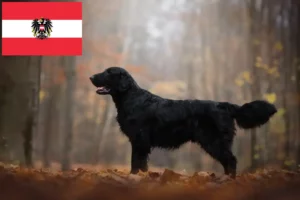 Lire la suite à propos de l’article Éleveurs de Flat Coated Retrievers et chiots en Autriche