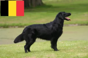 Lire la suite à propos de l’article Éleveurs de Flat Coated Retrievers et chiots en Belgique