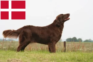 Lire la suite à propos de l’article Éleveurs de Flat Coated Retrievers et chiots au Danemark