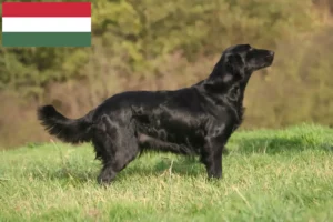 Lire la suite à propos de l’article Éleveurs de Flat Coated Retrievers et chiots en Hongrie