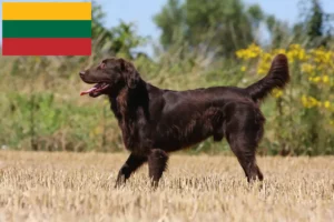 Lire la suite à propos de l’article Éleveurs de Flat Coated Retrievers et chiots en Lituanie