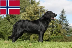 Lire la suite à propos de l’article Éleveurs de Flat Coated Retrievers et chiots en Norvège