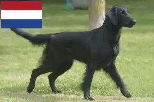 Lire la suite à propos de l’article Éleveurs de Flat Coated Retrievers et chiots aux Pays-Bas