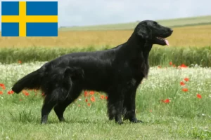 Lire la suite à propos de l’article Éleveurs de Flat Coated Retrievers et chiots en Suède