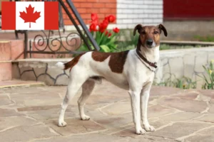 Lire la suite à propos de l’article Éleveurs de fox-terriers et chiots au Canada