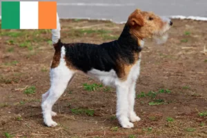 Lire la suite à propos de l’article Éleveurs de Fox Terriers et chiots en Irlande