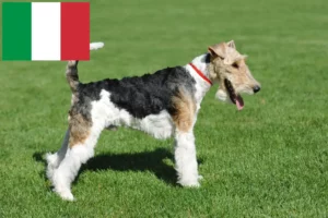 Lire la suite à propos de l’article Éleveurs de Fox Terriers et chiots en Italie