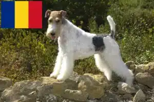 Lire la suite à propos de l’article Éleveurs de fox-terriers et chiots en Roumanie