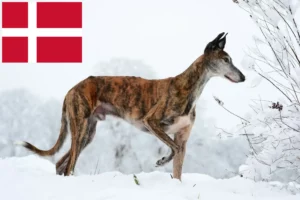 Lire la suite à propos de l’article Éleveurs de Galgo Espanol et chiots au Danemark