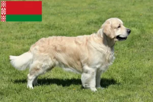 Lire la suite à propos de l’article Golden Retriever éleveurs et chiots en Biélorussie