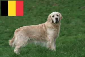 Lire la suite à propos de l’article Golden Retriever éleveurs et chiots en Belgique