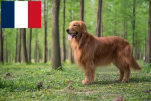 Lire la suite à propos de l’article Golden Retriever éleveurs et chiots en France