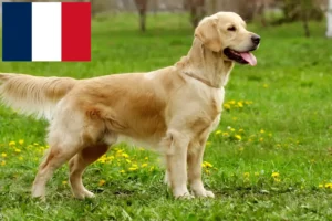 Lire la suite à propos de l’article Eleveurs de Golden Retrievers et chiots à la Réunion