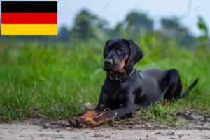 Lire la suite à propos de l’article Gończy Polski éleveurs et chiots en Allemagne