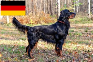 Lire la suite à propos de l’article Éleveurs de Setter Gordon et chiots en Allemagne