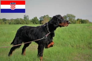 Lire la suite à propos de l’article Éleveurs de setter Gordon et chiots en Croatie