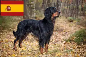 Lire la suite à propos de l’article Éleveurs de setter Gordon et chiots en Espagne