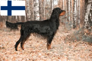 Lire la suite à propos de l’article Éleveurs de setter Gordon et chiots en Finlande