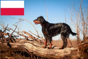 Lire la suite à propos de l’article Éleveurs de setter Gordon et chiots en Pologne