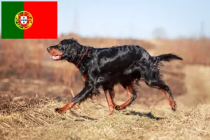 Lire la suite à propos de l’article Éleveurs de setter Gordon et chiots au Portugal