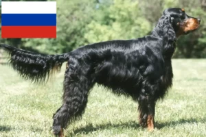 Lire la suite à propos de l’article Éleveurs de setter Gordon et chiots en Russie