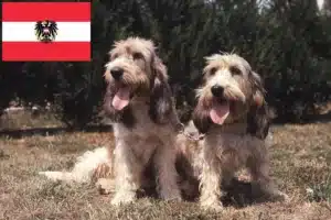 Lire la suite à propos de l’article Grand Basset Griffon Vendéen éleveurs et chiots en Autriche