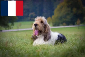 Lire la suite à propos de l’article Grand Basset Griffon Vendéen éleveurs et chiots en France