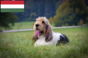 Lire la suite à propos de l’article Grand Basset Griffon Vendéen éleveurs et chiots en Hongrie