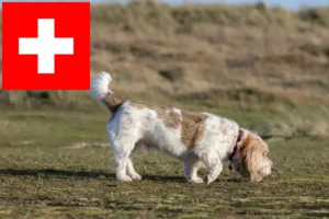 Lire la suite à propos de l’article Grand Basset Griffon Vendéen Éleveurs et chiots en Suisse