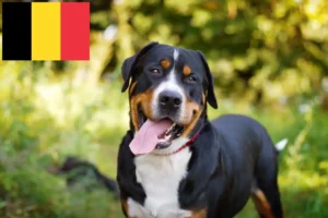 Lire la suite à propos de l’article Grand bouvier suisse éleveur et chiots en Belgique