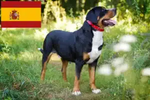 Lire la suite à propos de l’article Grand bouvier suisse éleveur et chiots en Espagne