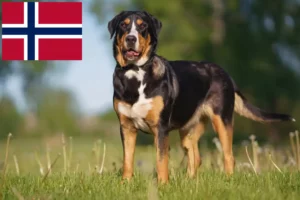 Lire la suite à propos de l’article Grand bouvier suisse éleveur et chiots en Norvège