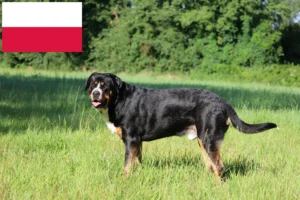 Lire la suite à propos de l’article Grand bouvier suisse éleveur et chiots en Pologne