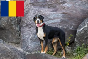 Lire la suite à propos de l’article Grand bouvier suisse éleveur et chiots en Roumanie