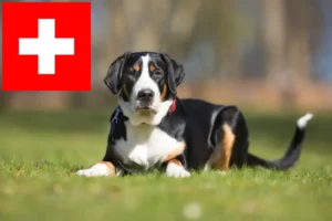 Lire la suite à propos de l’article Grand bouvier suisse éleveurs et chiots en Suisse