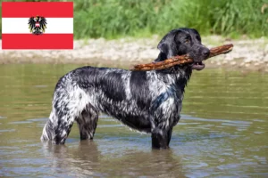 Lire la suite à propos de l’article Grand Münsterländer éleveur et chiots en Autriche