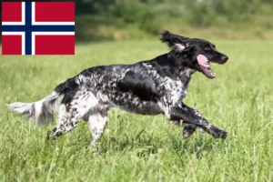 Lire la suite à propos de l’article Grand Münsterländer éleveur et chiots en Norvège