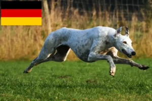 Lire la suite à propos de l’article Eleveurs de Greyhounds et chiots en Allemagne