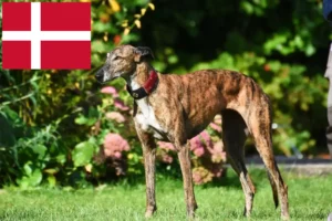 Lire la suite à propos de l’article Éleveurs de Lévriers et chiots au Danemark