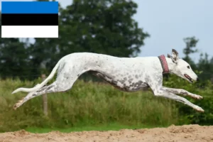 Lire la suite à propos de l’article Éleveurs de Greyhounds et chiots en Estonie