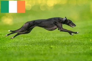 Lire la suite à propos de l’article Éleveurs de Greyhounds et chiots en Irlande