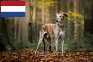 Lire la suite à propos de l’article Eleveurs de Greyhounds et chiots aux Pays-Bas