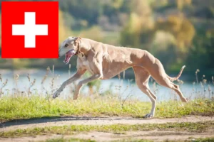 Lire la suite à propos de l’article Eleveurs de Greyhounds et chiots en Suisse