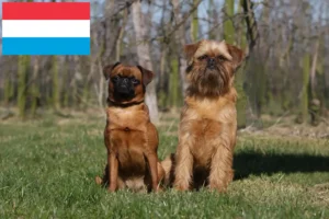 Lire la suite à propos de l’article Éleveurs de Griffons nains belges et chiots au Luxembourg