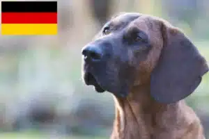 Lire la suite à propos de l’article Éleveurs de chiens suiveurs hanovriens et chiots en Allemagne