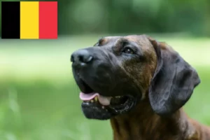 Lire la suite à propos de l’article Éleveurs de chiens suiveurs hanovriens et chiots en Belgique