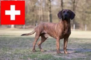 Lire la suite à propos de l’article Éleveurs de chiens suiveurs hanovriens et chiots en Suisse