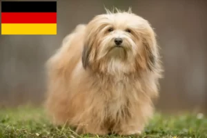 Lire la suite à propos de l’article Éleveurs de havanais et chiots en Allemagne