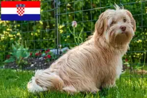 Lire la suite à propos de l’article Éleveurs de havanais et chiots en Croatie